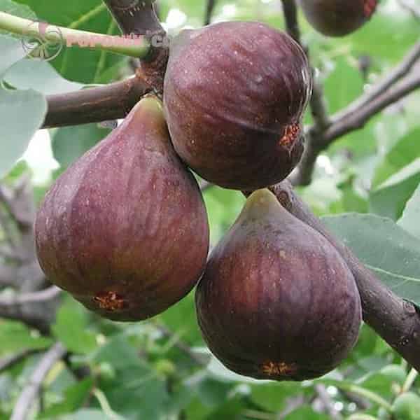 تصویر 4 از خرید و قیمت انجیر سه آ تازه + فروش عمده